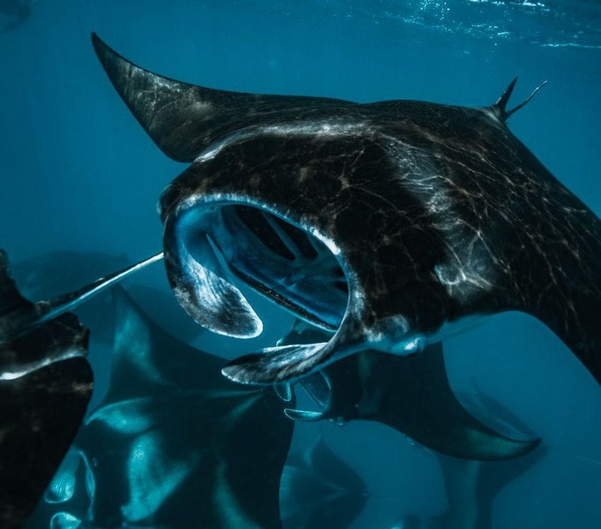 Manta Trust